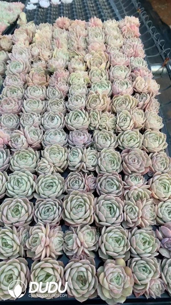 $0.25*105Pcs Echeveria Onslow Seedlings(Mix & Match 5+) - Image 1