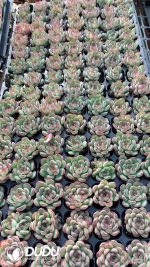 $0.25*105Pcs Echeveria Moreland Seedlings(Mix & Match 5+)