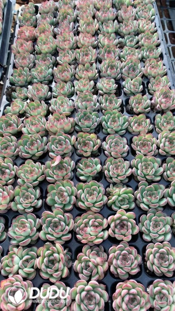 $0.25*105Pcs Echeveria Moreland Seedlings(Mix & Match 5+) - Image 1