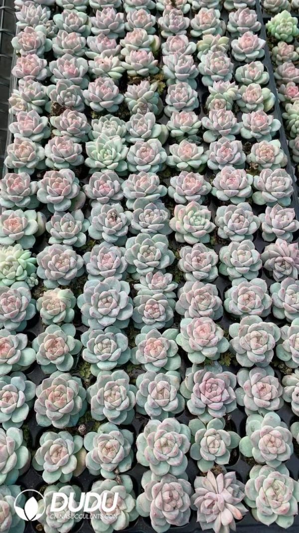 $0.81*105Pcs Echeveria Pink Diamond Seedlings(Mix & Match 5+) - Image 1