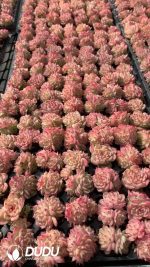 $0.43*105Pcs Echeveria Red Swan Seedlings(Mix & Match 5+)