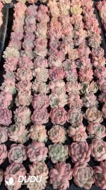 $0.43*105Pcs Echeveria White Peach Seedlings(Mix & Match 5+)