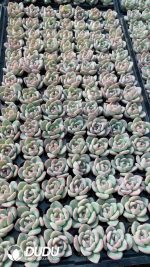 $0.25*105Pcs Echeveria Sensation Seedlings(Mix & Match 5+)