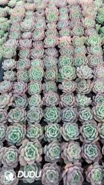 $0.25*105Pcs Echeveria Wansha Seedlings(Mix & Match 5+)