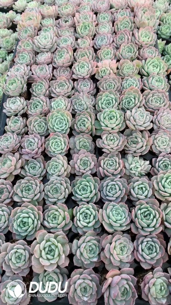 $0.25*105Pcs Echeveria Wansha Seedlings(Mix & Match 5+) - Image 1