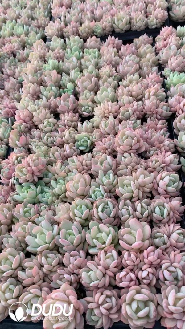 $0.29*105Pcs Echeveria Love Song Seedlings(Mix & Match 5+) - Image 1