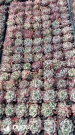 105Pcs Echeveria Chihuahuaensis Seedlings(Mix & Match 5+)