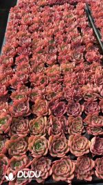 $0.25*105Pcs Echeveria Noble Seedlings(Mix & Match 5+)