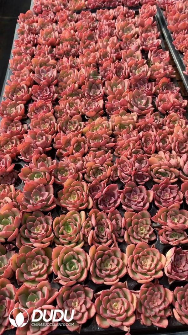 $0.25*105Pcs Echeveria Noble Seedlings(Mix & Match 5+) - Image 1
