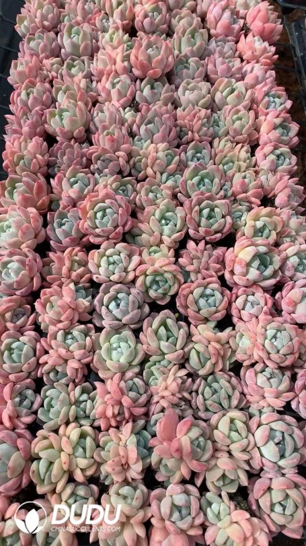 $0.29*105Pcs Echeveria Amber Seedlings(Mix & Match 5+) - Image 1