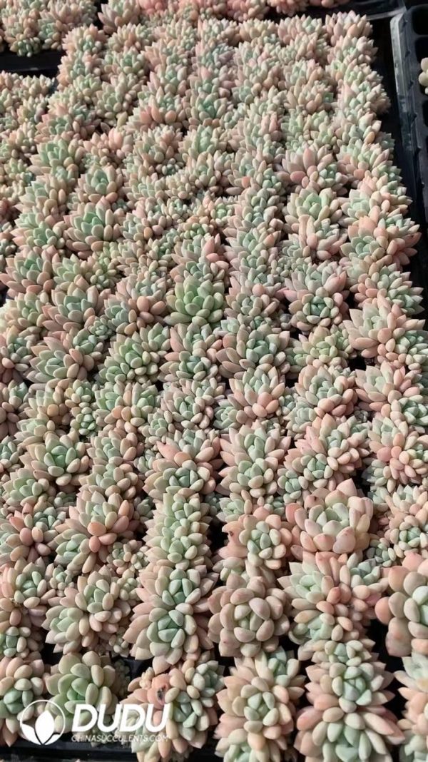 $0.29*105Pcs Echeveria laui Seedlings(Mix & Match 5+) - Image 1