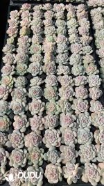 $0.29*105Pcs Echeveria icing sugar Seedlings(Mix & Match 5+)