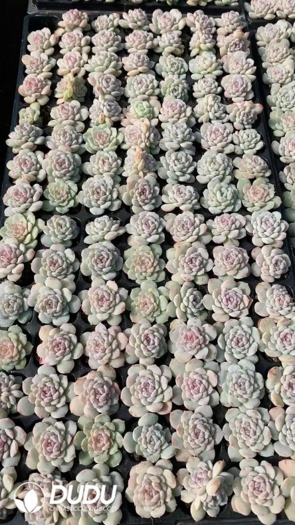 $0.29*105Pcs Echeveria icing sugar Seedlings(Mix & Match 5+) - Image 1