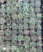 $0.25*105Pcs Echeveria Nebula Seedlings(Mix & Match 5+)