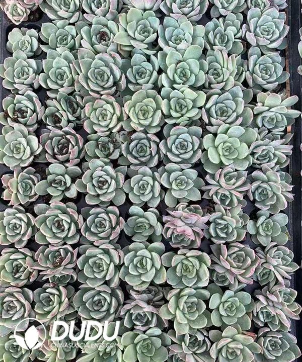 $0.25*105Pcs Echeveria Nebula Seedlings(Mix & Match 5+) - Image 1