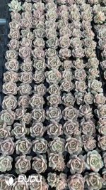 $0.29*105Pcs Echeveria Lola Seedlings(Mix & Match 5+)