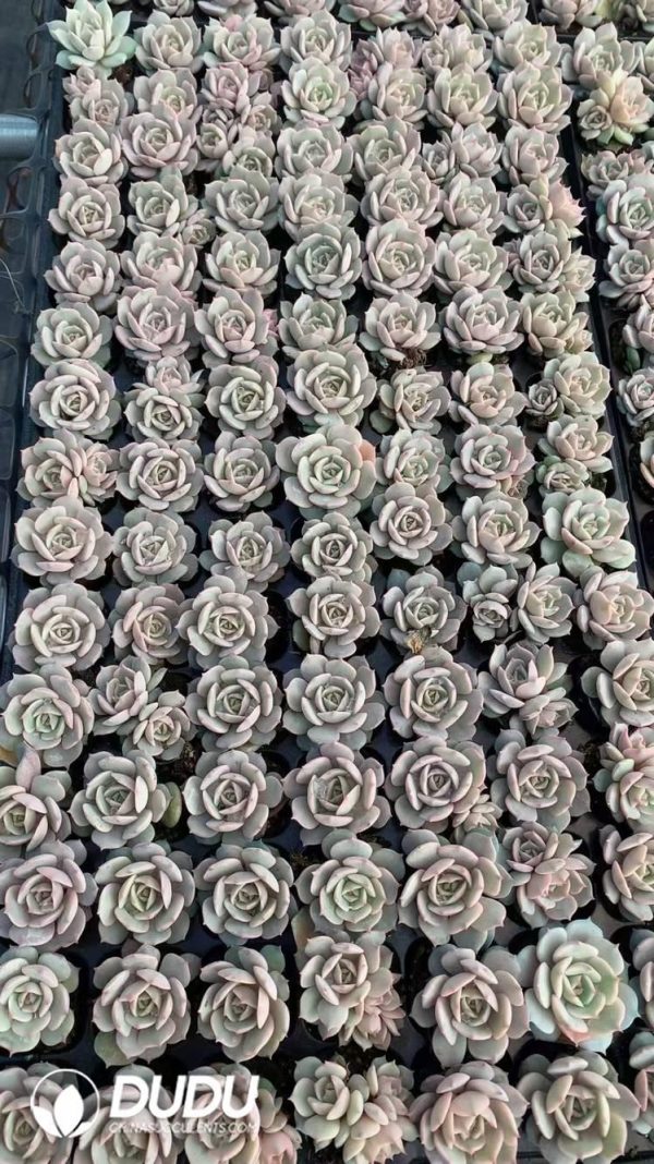 $0.29*105Pcs Echeveria Lola Seedlings(Mix & Match 5+) - Image 1