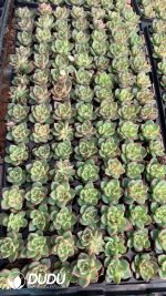 $0.25*105Pcs Echeveria Charleston Seedlings(Mix & Match 5+)