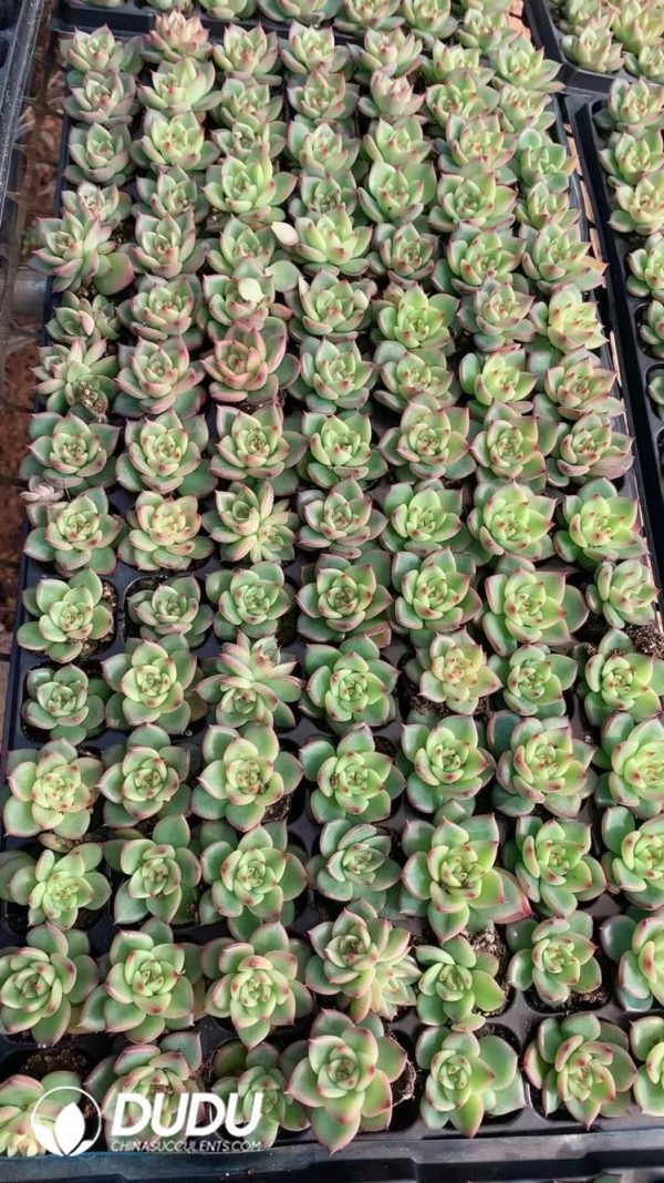 $0.25*105Pcs Echeveria Charleston Seedlings(Mix & Match 5+) - Image 1