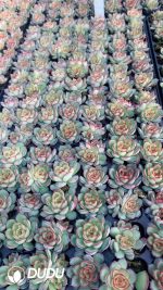 $0.25*105Pcs Echeveria Firefly Seedlings(Mix & Match 5+)
