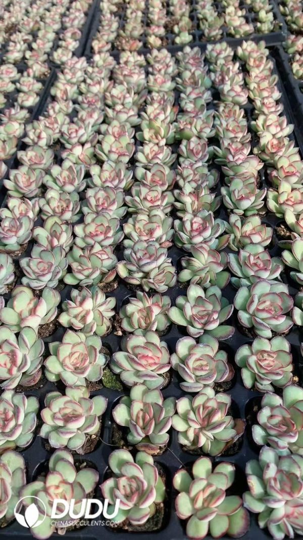 $0.25*105Pcs Echeveria Lingyin Seedlings(Mix & Match 5+) - Image 1
