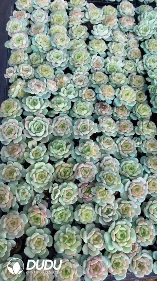 $0.43*105Pcs Echeveria Baby Green Seedlings(Mix & Match 5+) - Image 1