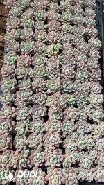 $0.29*105Pcs Echeveria Xiaotaohong Seedlings(Mix & Match 5+)