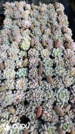 $0.29*105Pcs Echeveria Star Orange Seedlings(Mix & Match 5+)