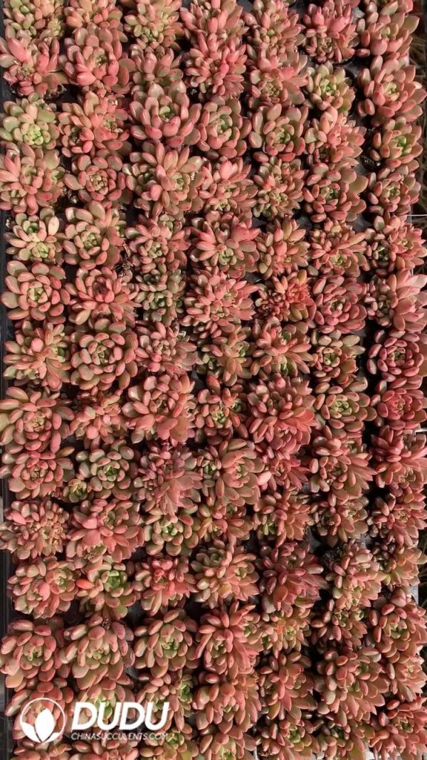 $0.25*105Pcs Sedeveria Pink Ruby Seedlings(Mix & Match 5+) - Image 1