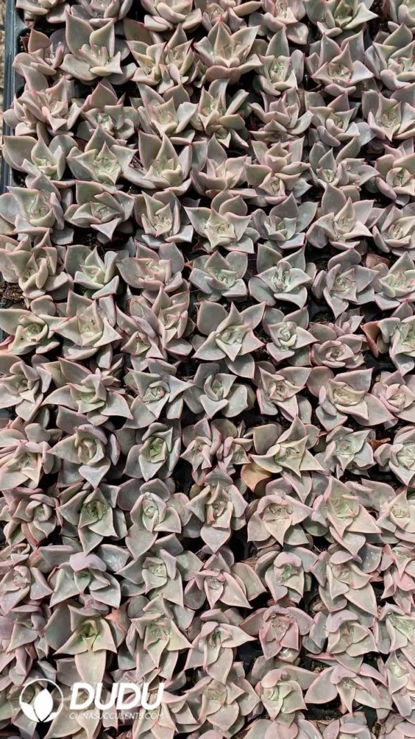 $0.25*105Pcs Echeveria Madiba Seedlings(Mix & Match 5+) - Image 1
