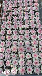 $0.43*105Pcs Echeveria Blueberry Seedlings(Mix & Match 5+)