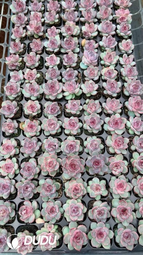 $0.43*105Pcs Echeveria Blueberry Seedlings(Mix & Match 5+) - Image 1