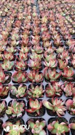 $0.43*105Pcs Echeveria Agavoides "Casio" Seedlings(Mix & Match 5+)
