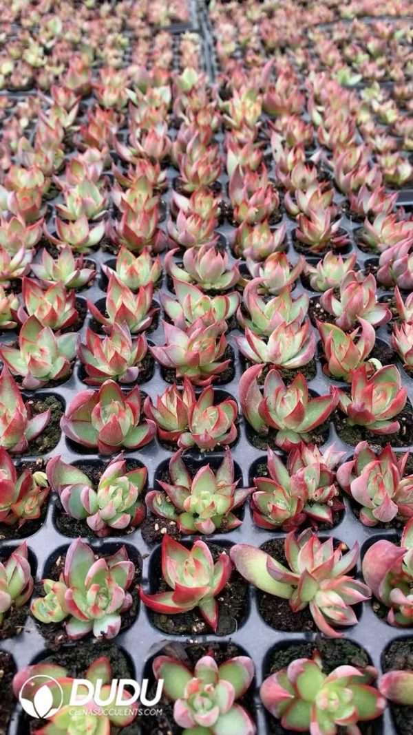 $0.43*105Pcs Echeveria Agavoides "Casio" Seedlings(Mix & Match 5+) - Image 1