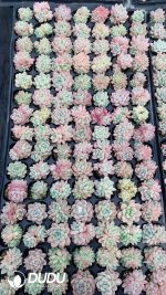 $0.25*105Pcs Echeveria Cream Beauty Seedlings(Mix & Match 5+)