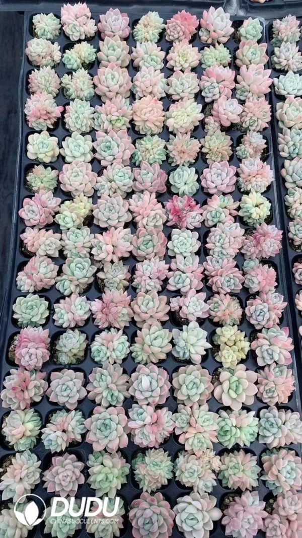 $0.25*105Pcs Echeveria Cream Beauty Seedlings(Mix & Match 5+) - Image 1
