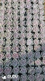 $0.25*105Pcs Echeveria Teddy Burger Seedlings(Mix & Match 5+)