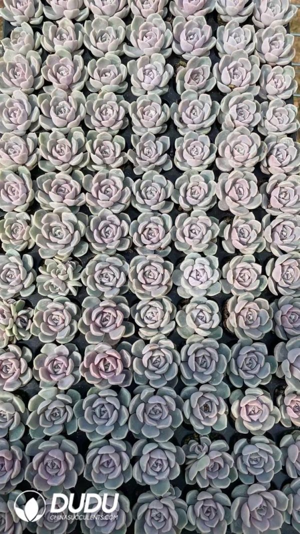 SEL48.jpeg $0.25*105Pcs Echeveria Teddy Burger Seedlings(Mix & Match 5+) - Image 1