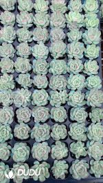 $0.25*105Pcs Echeveria Strawberry Ice Seedlings(Mix & Match 5+)