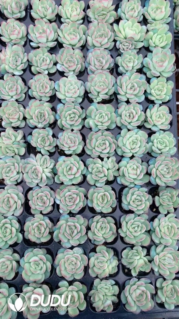 $0.25*105Pcs Echeveria Strawberry Ice Seedlings(Mix & Match 5+) - Image 1