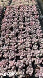 $0.43*105Pcs Echeveria Sakura Fall Seedlings(Mix & Match 5+)