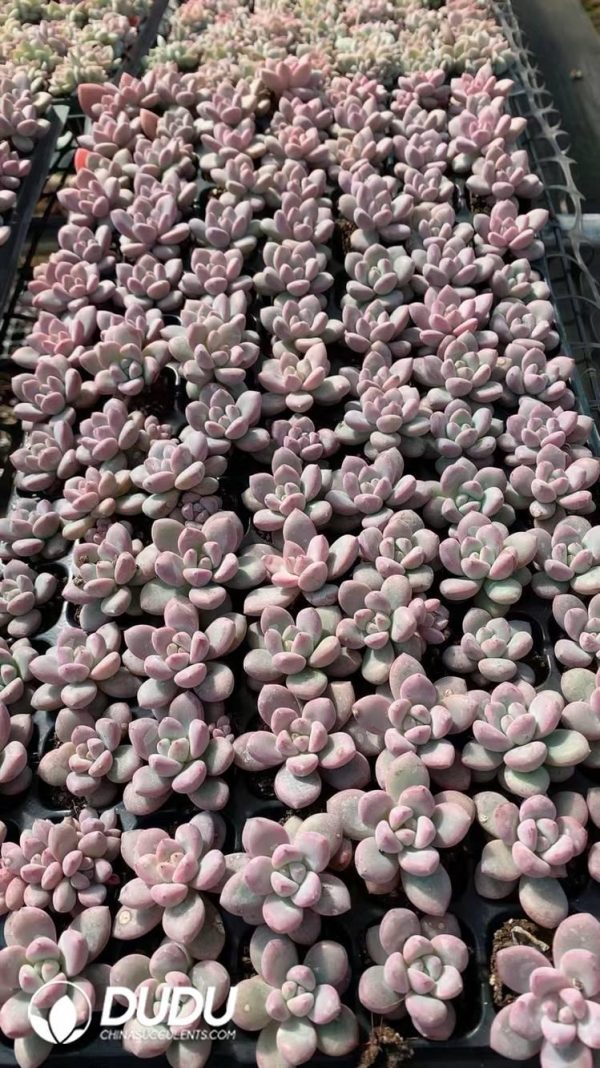 $0.43*105Pcs Echeveria Sakura Fall Seedlings(Mix & Match 5+) - Image 1