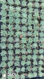 $0.25*105Pcs Echeveria Poseidon Seedlings(Mix & Match 5+)