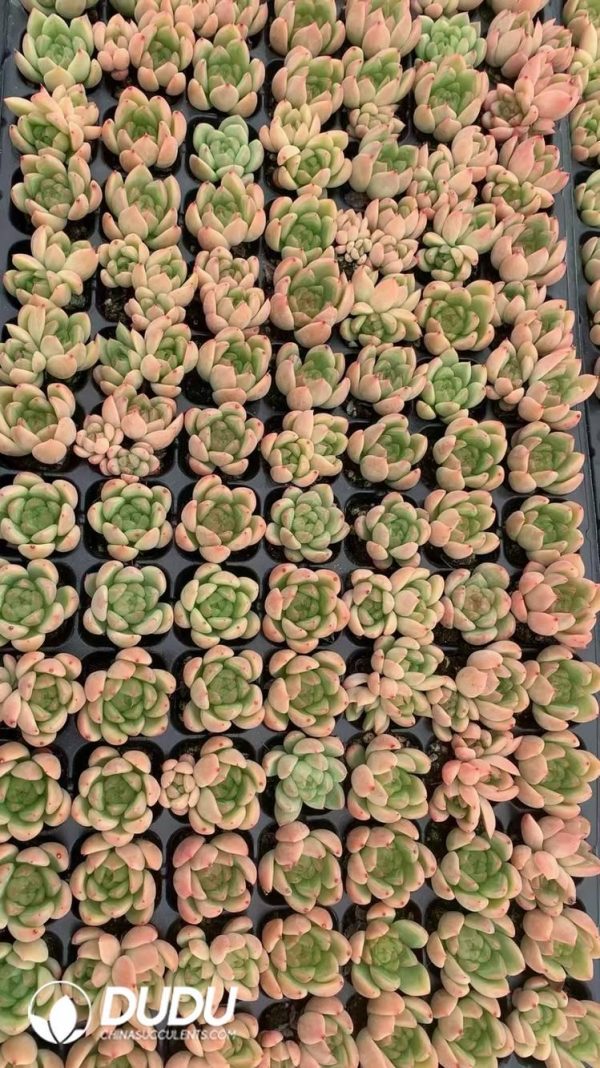 $0.25*105Pcs Echeveria Clear sky Seedlings(Mix & Match 5+) - Image 1