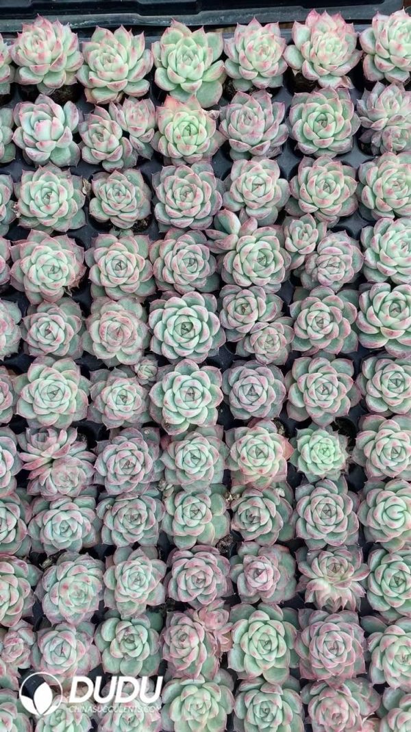 $0.25*105Pcs Echeveria pink crystal Seedlings(Mix & Match 5+) - Image 1