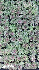 $0.25*105Pcs Echeveria Amethyst SP Seedlings(Mix & Match 5+)