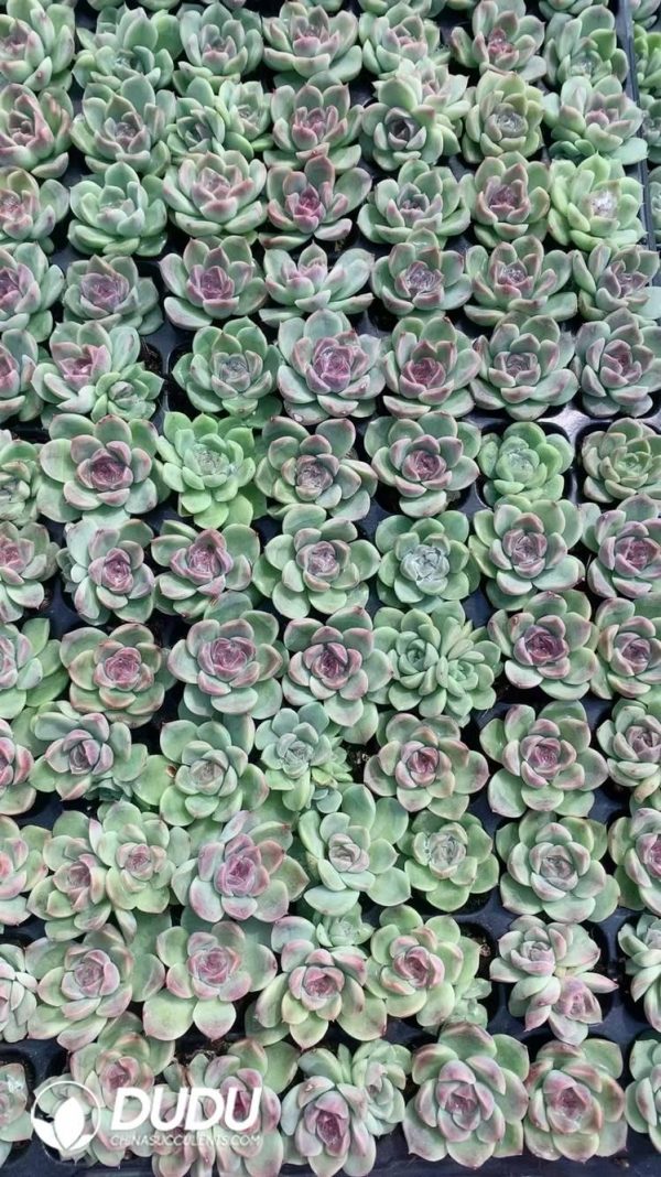 $0.25*105Pcs Echeveria Amethyst SP Seedlings(Mix & Match 5+) - Image 1