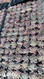 $0.25*105Pcs Echeveria Sky City Seedlings(Mix & Match 5+)