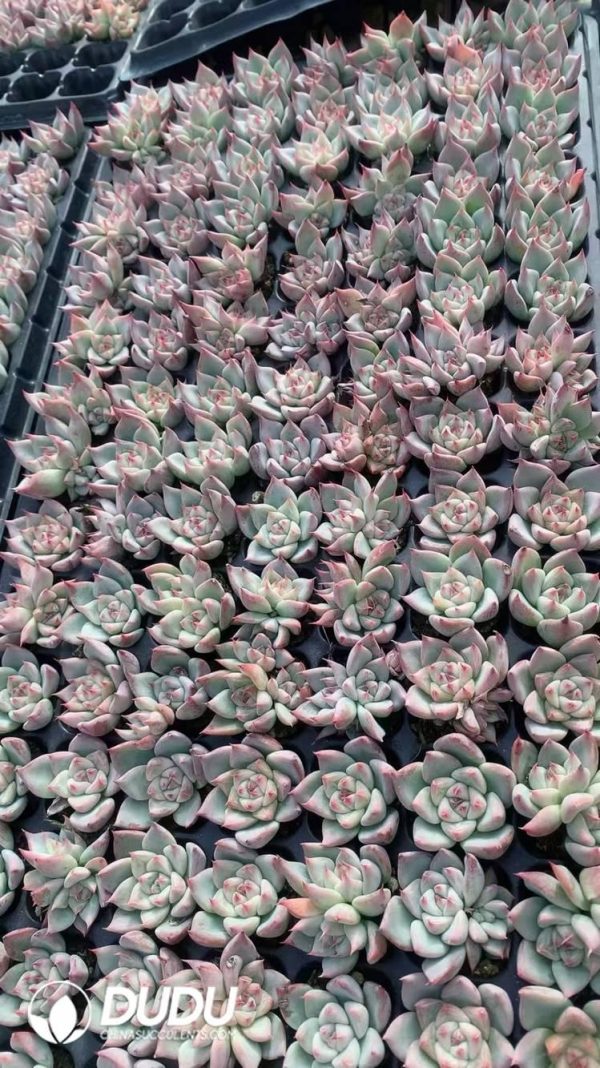 $0.25*105Pcs Echeveria Sky City Seedlings(Mix & Match 5+) - Image 1