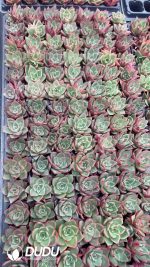$0.25*105Pcs Echeveria Paso Doble Seedlings(Mix & Match 5+)